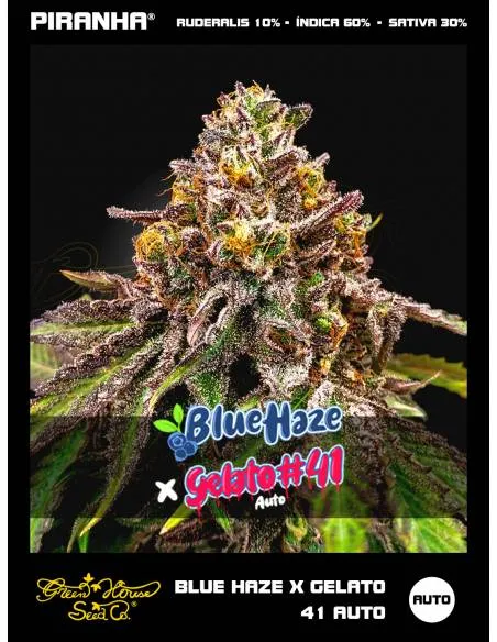 Blue Haze x Gelato 41 Auto...