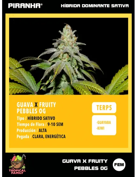 Guava x FPO (3+1u/25u)