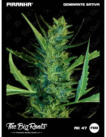 The Big Roots AK-47...