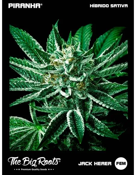 The Big Roots Jack Herer...