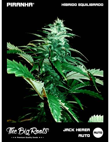 The Big Roots Jack Herer Auto...