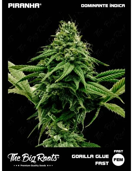 The Big Roots Gorilla Glue...