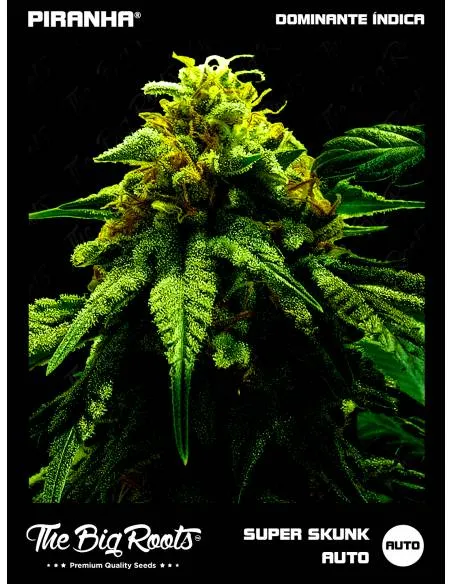 The Big Roots Super Skunk...
