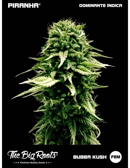 The Big Roots Bubba Kush...