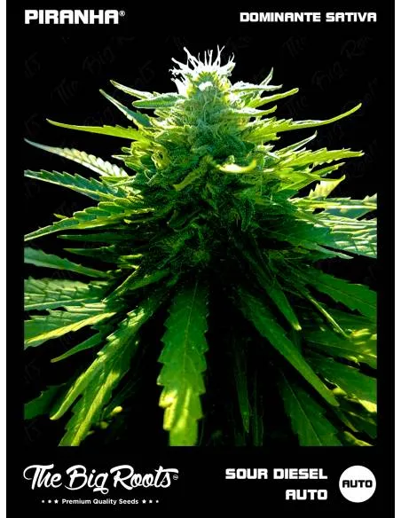 The Big Roots Sour Diesel...