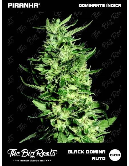 The Big Roots Black Domina...