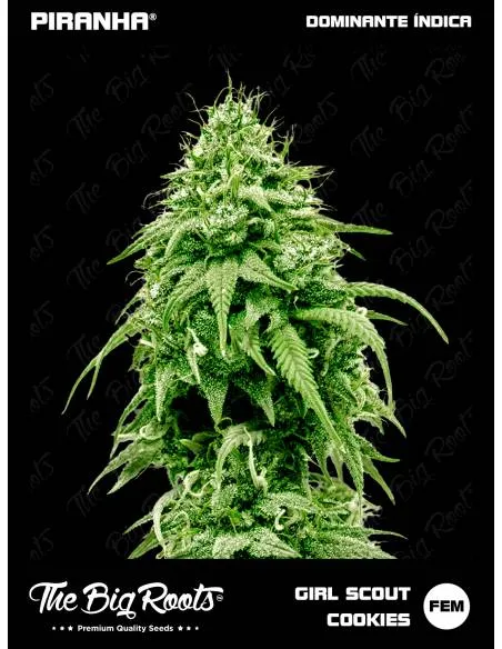 The Big Roots Girl Scout...