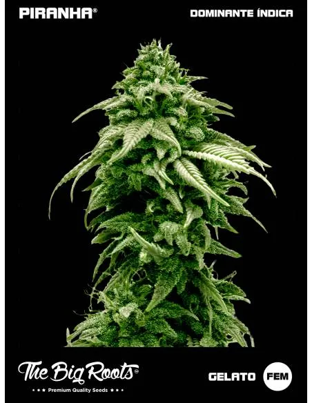 The Big Roots Gelato...
