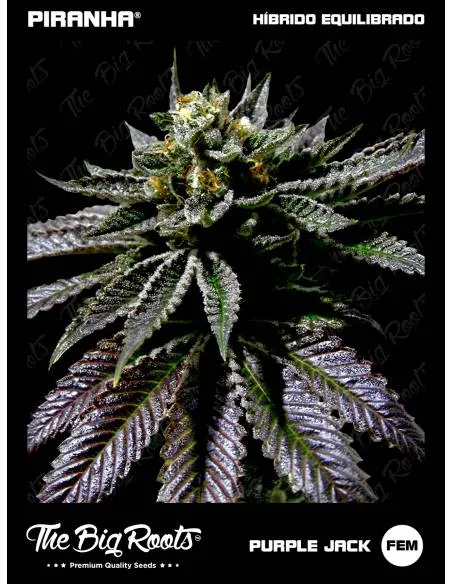 The Big Roots Purple Jack...