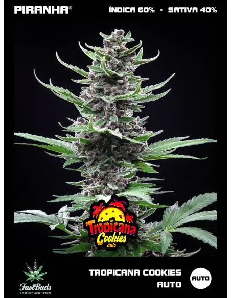 Tropicana Cookies Auto (3+2u)