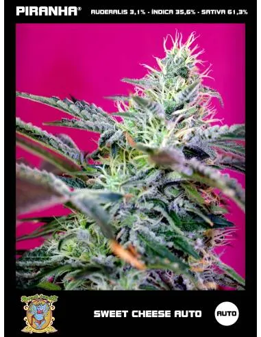 Semillas Sweet Cheese Auto (3u)