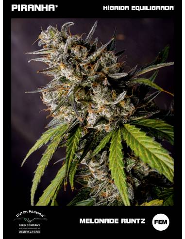 Melonade Runtz (3+1u)