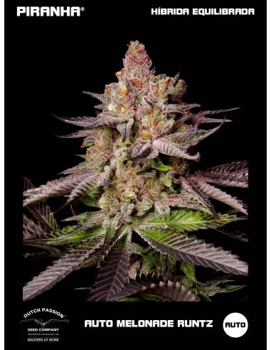 Auto Melonade Runtz (3+1u)