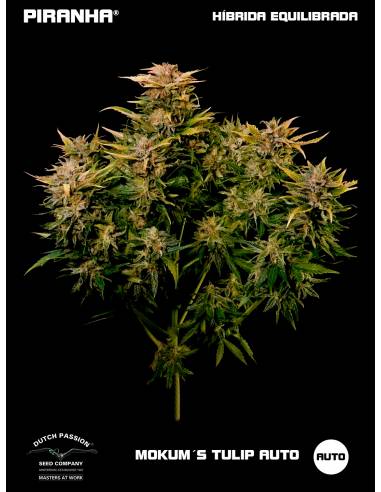 Auto Mokum´s Tulip (3u)