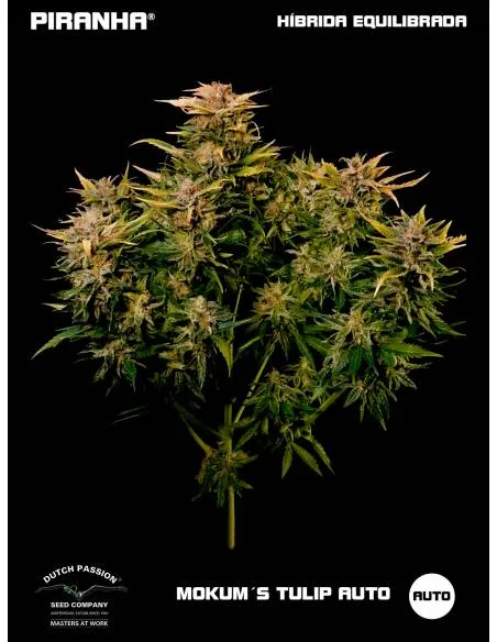 Auto Mokum´s Tulip (3+1u)