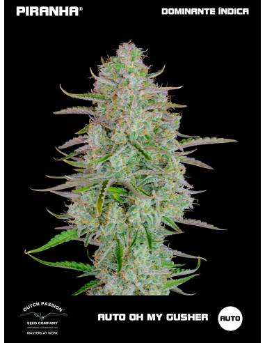 Auto Oh My Gusher (3+1u)