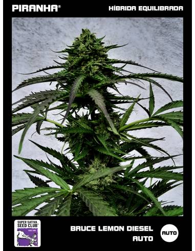 Auto Bruce Lemon Diesel (3u)