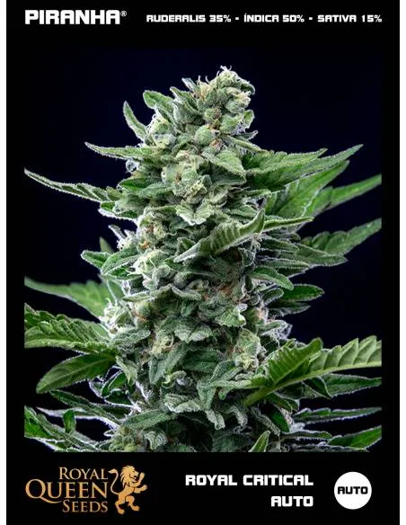 Royal Critical Auto...