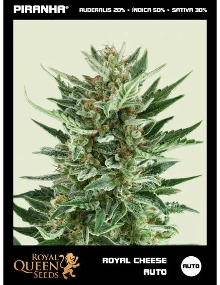 Royal Cheese Auto...