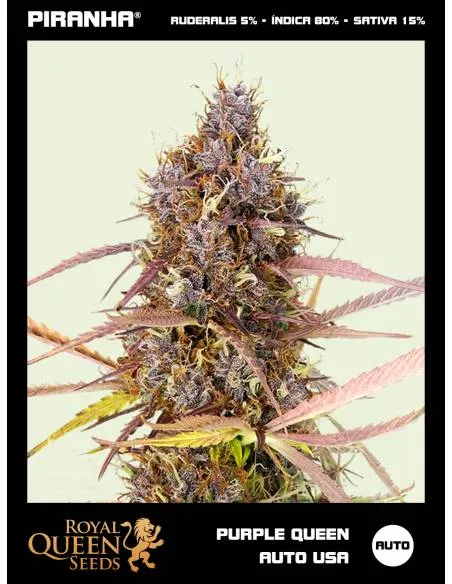 Purple Queen Auto USA...