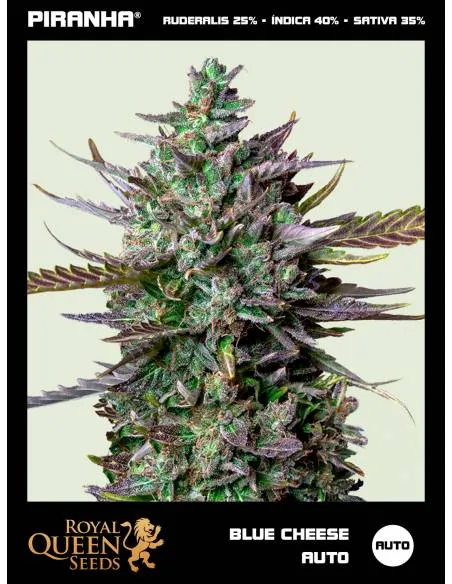 Blue Cheese Auto...