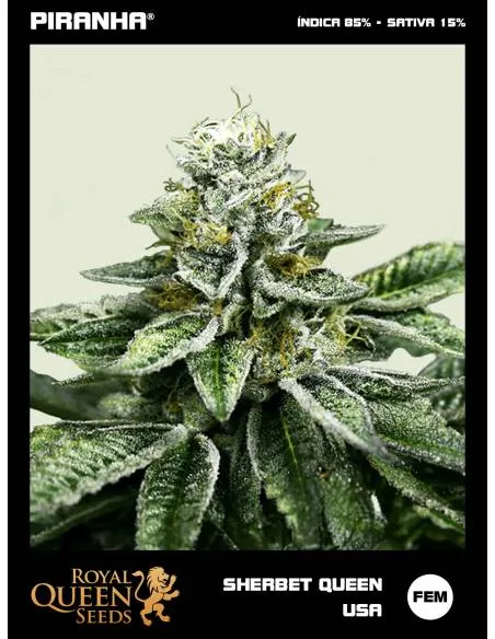 Sherbet Queen USA...