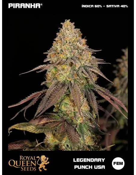 Legendary OG Punch USA...