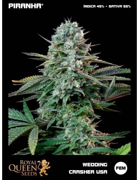 Wedding Crasher USA...