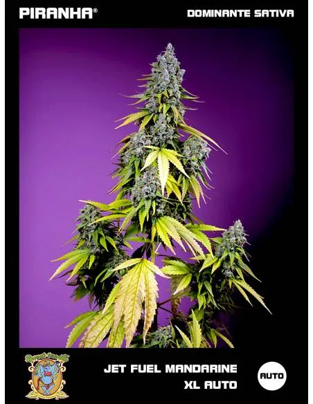 Jet Fuel Mandarine XL Auto...