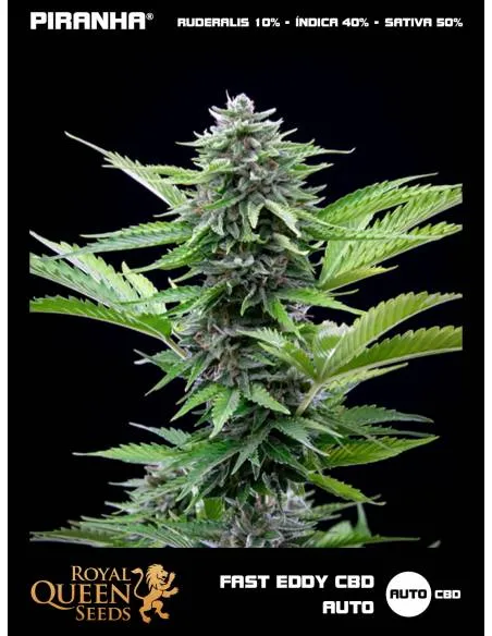 Fast Eddy CBD Auto...