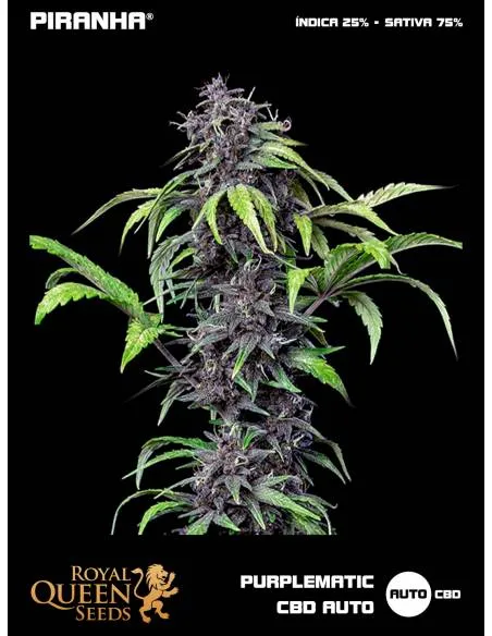 Purplematic CBD Auto...