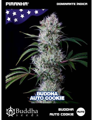 Buddha Auto Cookie USA (3+1u)