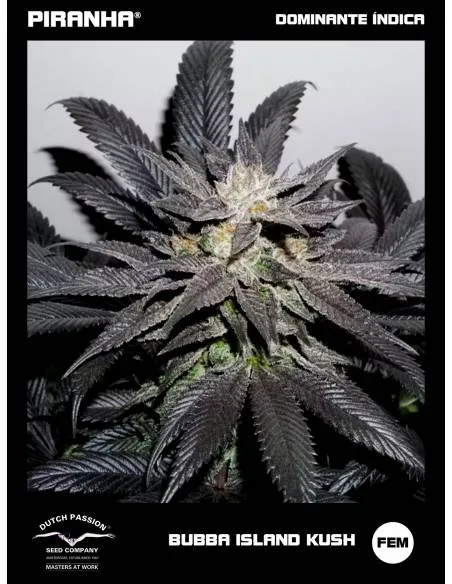 Bubba Island Kush (3u)