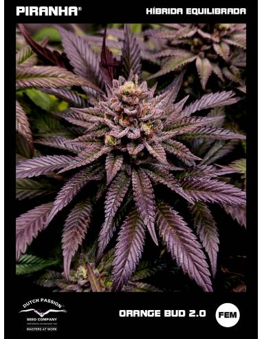 Orange Bud 2.0 (3+1u)