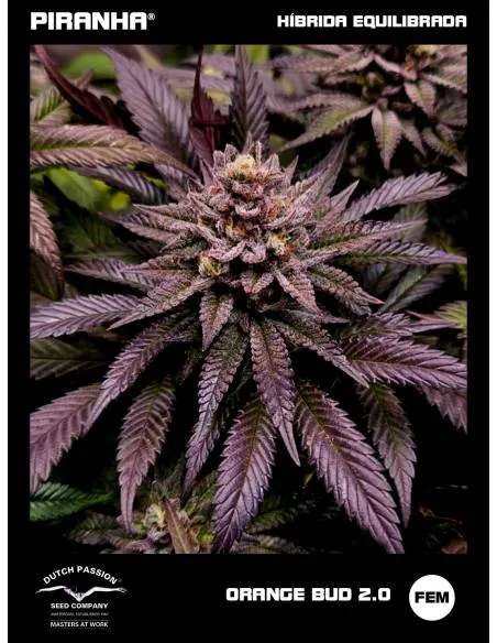 Orange Bud 2.0 (3+1u)