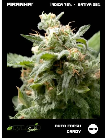Fresh Candy Auto...