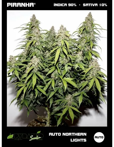 Northern Lights Auto...