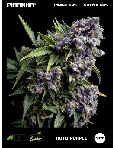 Purple Auto (5+2u)