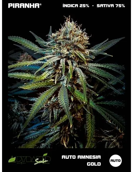 Amnesia Gold Auto...