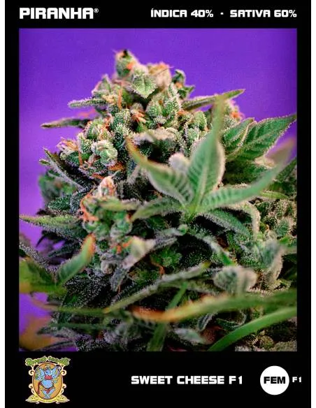 Sweet Cheese F1 (3+1u)