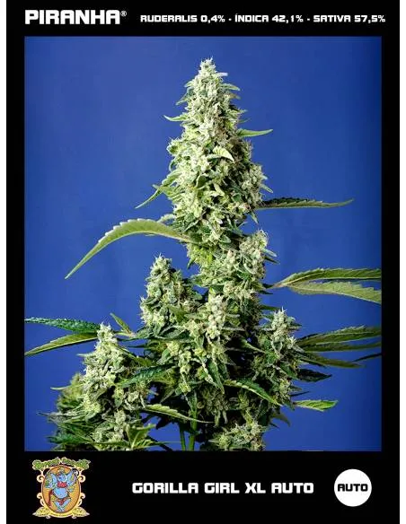 Gorilla Girl XL Auto (3+1u)