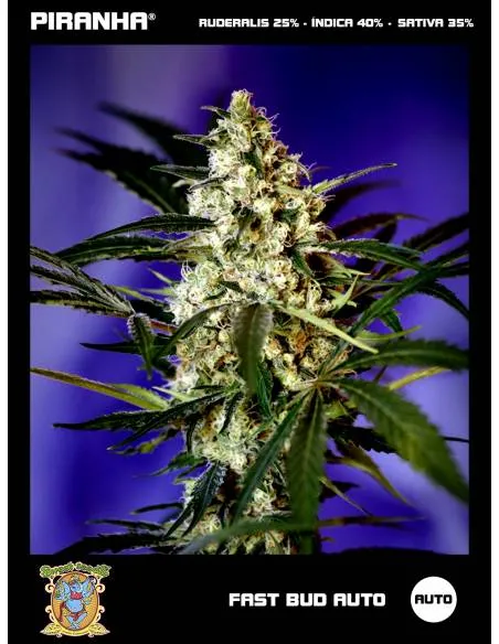 Fast Bud Auto (3+1u)