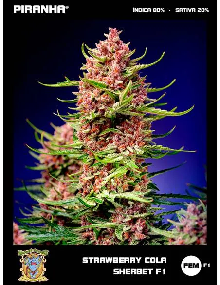 Strawberry Cola Sherbet F1...