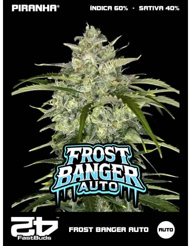 Frost Banger Auto (3+2u)