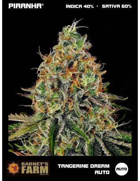 Tangerine Dream Auto (3u)