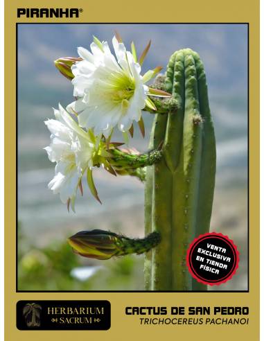 Cactus de San Pedro (Echinopsis...