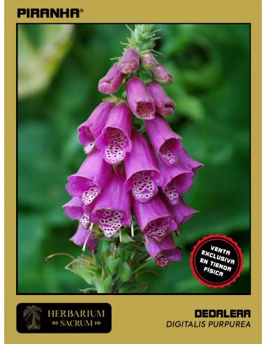 Dedalera (Digitalis purpurea) 20cm aprox