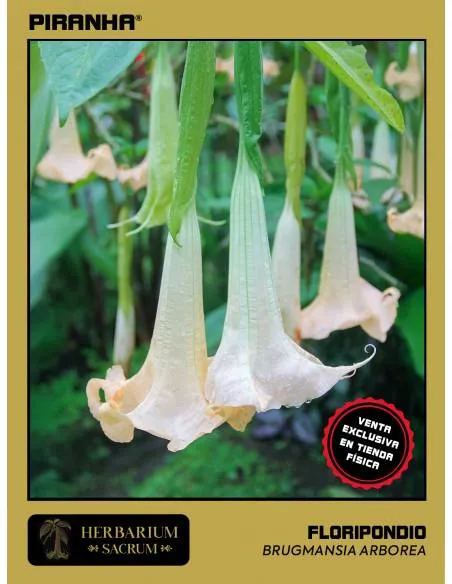 Floripondio (Brugmansia...