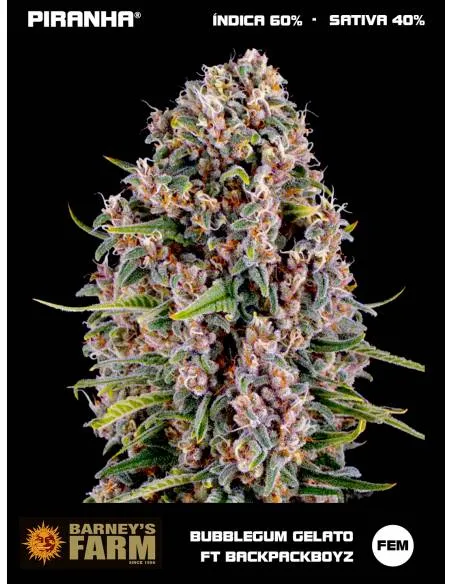 Bubblegum Gelato by...