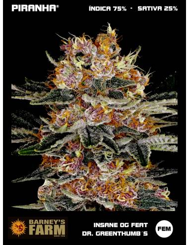 Insane OG feat. Dr. Greenthumb´s (3u)